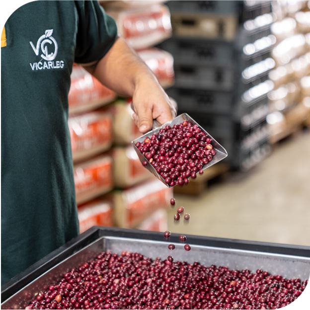 sobre-vicarleg-hombre-con-paleta-revisando-frejoles