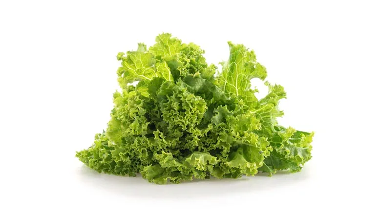 empresa-de-alimentos-lechuga