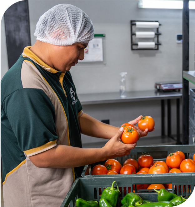 mayoristas-legumbres-guayaquil-tomates-pimientos-por-mayor