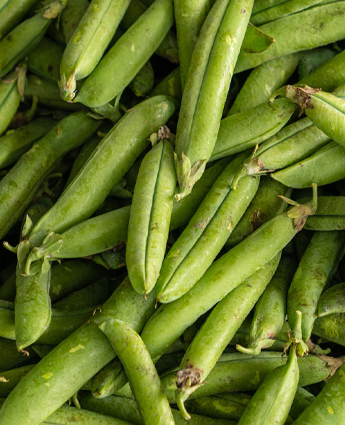 mayoristas-legumbres-guayaquil-vainitas-por-mayor